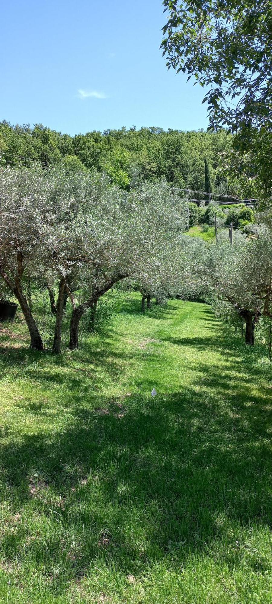 Domus Antiqua Bed & Breakfast Spello Bagian luar foto